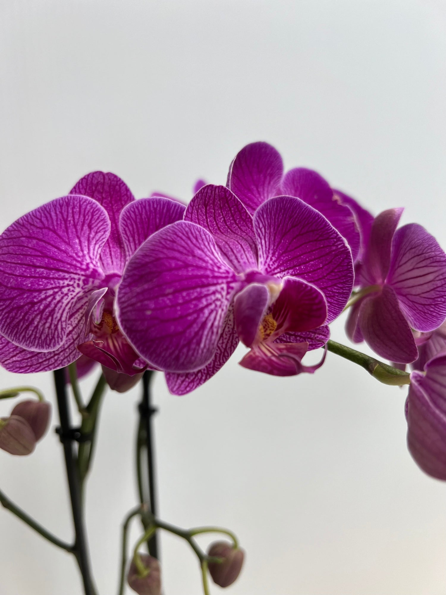 Purple Orchid - Double-Lake Oswego Flowers